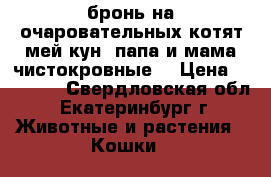 бронь на очаровательных котят мей кун, папа и мама чистокровные  › Цена ­ 10 000 - Свердловская обл., Екатеринбург г. Животные и растения » Кошки   